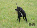Pedigree VYPPER DES MARES DURAND Pedigree VYPPER DES MARES DURAND